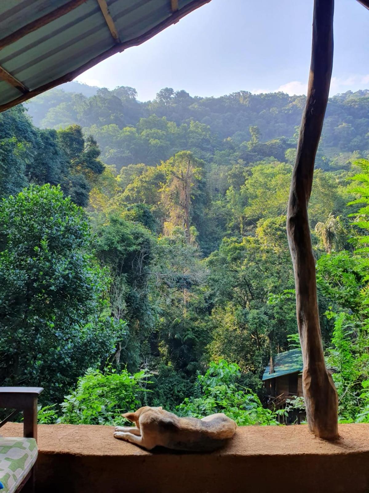 Chalet In The Jungle Pallegama Exterior foto